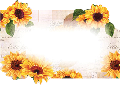 Sunflowers Enclosure Cards 50 pk
